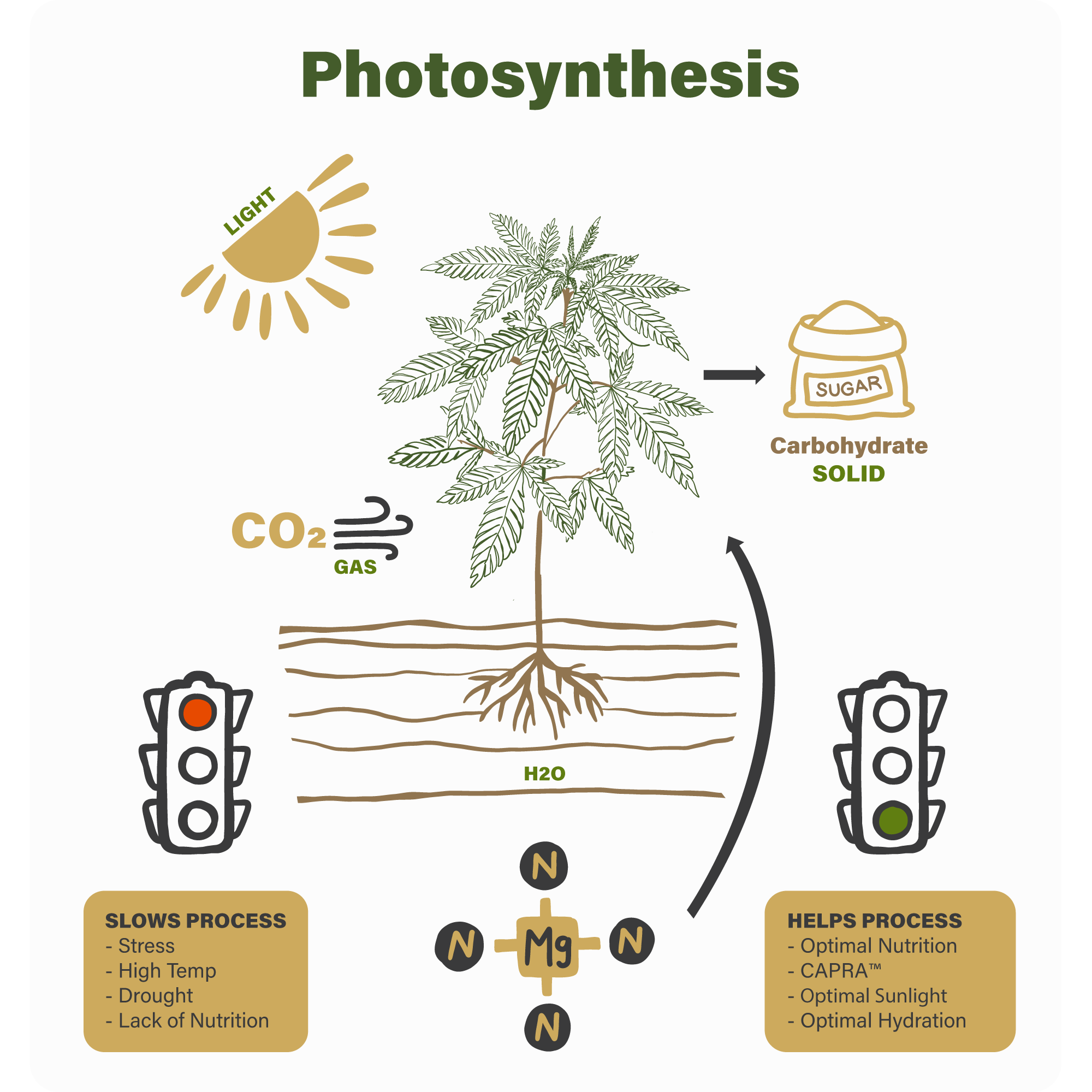 Photosynthesis: The Most Interesting Process on Earth